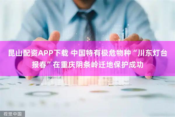 昆山配资APP下载 中国特有极危物种“川东灯台报春”在重庆阴条岭迁地保护成功